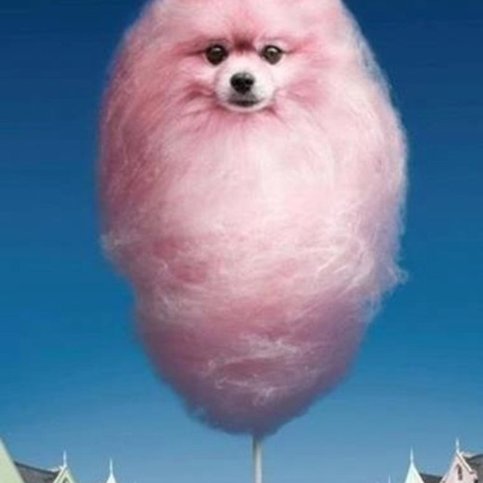 Download CANDYFLOSS